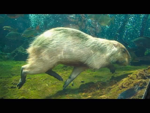 🐠 나카가와 물놀이 공원(나카가와 스이유엔) 이미지 7